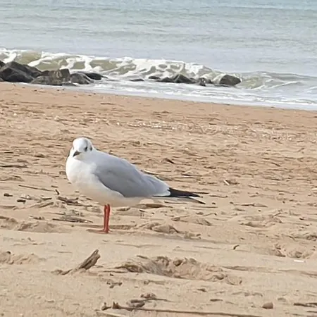 شقة 2 Pieces Balcon 50m De La Mer Au Pied Du Casino *